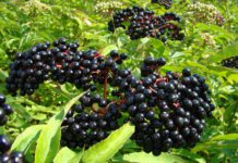 Delicious Things to do With Elderberries