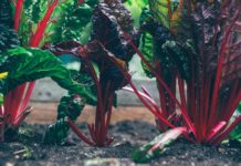 Putting Chard in the Spotlight