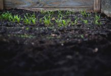 How to Make a Lasagna Garden