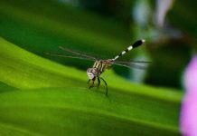 What To Eat To Keep Mosquitoes Away