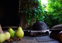 The Art of Cooking in Nature by Almazan Kitchen