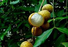 5 Health Benefits of Longan 5 Health Benefits Of Longan Fruit