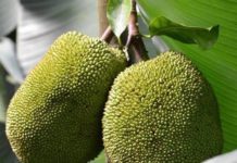 5 Reasons Jackfruit is the Most Amazing Fruit 5 Reasons Why Jackfruit Is The Most Amazing Fruit