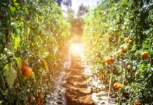 How to Pick the Perfect Persimmon
