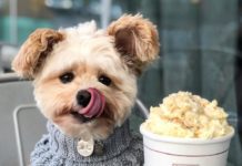 Former Street Dog Popeye Is Now a Regular at Dog-Friendly Restaurants