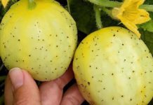 Have You Ever Heard of a Lemon Cucumber?