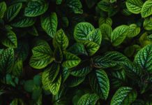 Getting to Know the Different Types of Mint