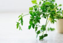 6 Vitamins and Minerals Parsley Has