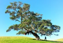 Nearly Three-Quarters of All Macadamia Nuts in the World Originate from One Tree