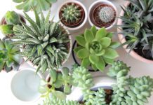 Wonderful Succulent Cakes and Cupcakes by Brooklyn Floral Delight