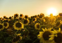 Four Plants You Didn’t Know You Could Eat