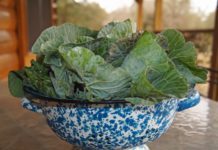 Make This Delicious Green Collard Salad
