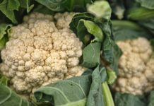 Cauliflower Steaks Are the Crunchiest Thing You’ll See All Day