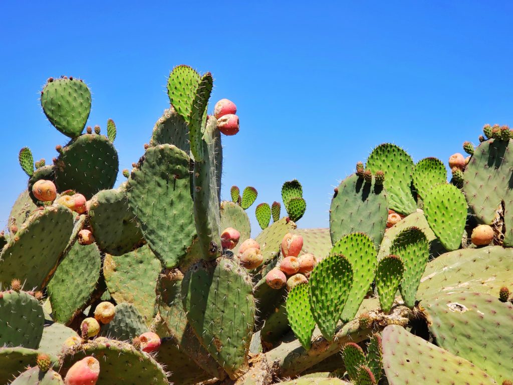 Nopal is One of Mexico's Favorite Foods - falafelandcaviar.com