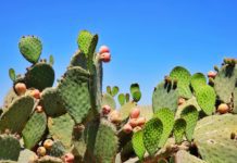 Nopal is One of Mexico’s Favorite Foods