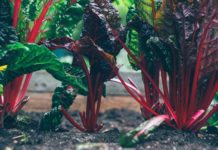 Start Planting Your Own Home Veggie Garden