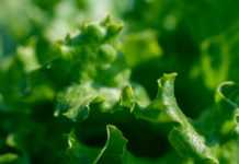 Leafy greens tips