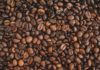 Arabica coffee beans.