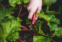 5 Best Things You Can Make With Swiss Chard