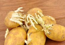 Here’s What to do With Sprouting Potatoes Potatoes