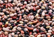How to Sprout Any Legume Beans