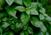 Why You Should Grow Your Own Basil Basil