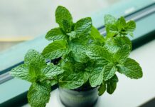 How to Use More Fresh Herbs in Your Cooking Mint